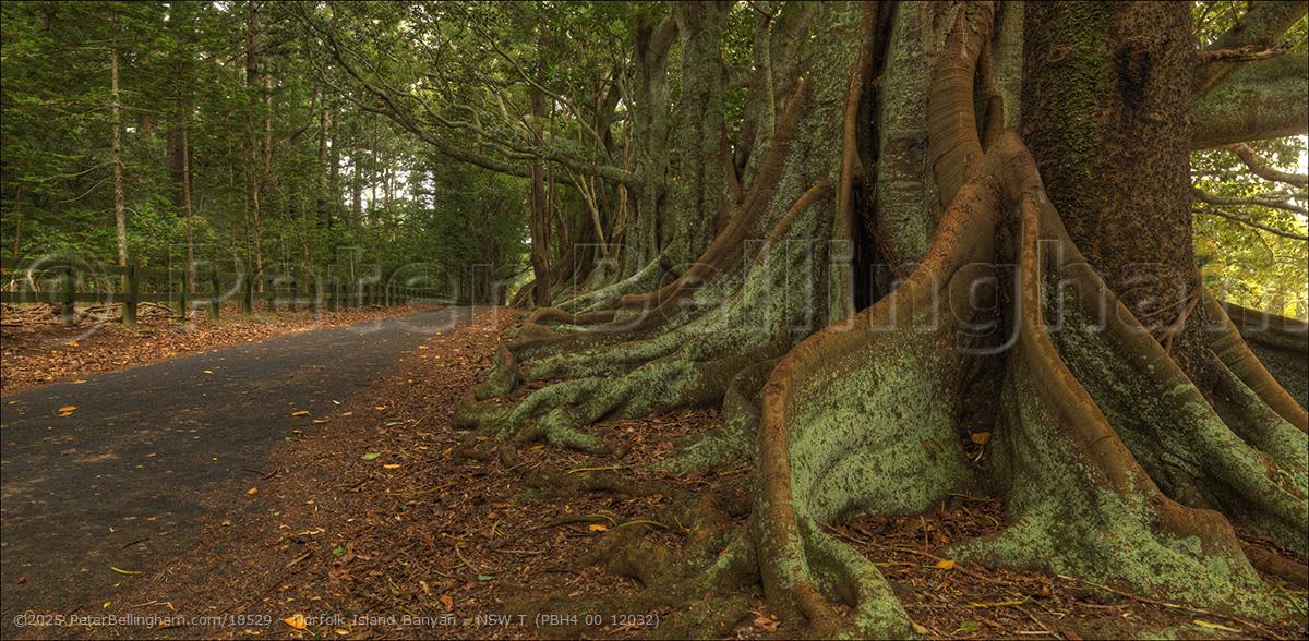 Peter Bellingham Photography Norfolk Island Banyan - NSW T (PBH4 00 12032)